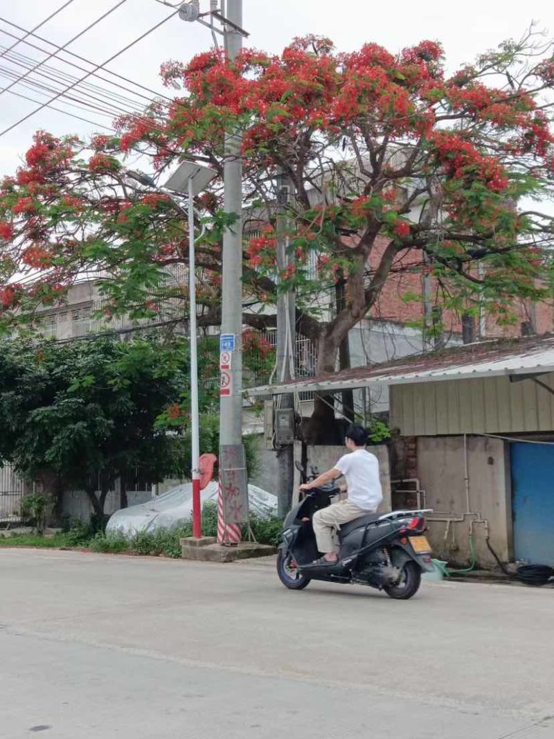 凤凰木5～15公分基地直销大小规格齐全欢迎老板来电咨询