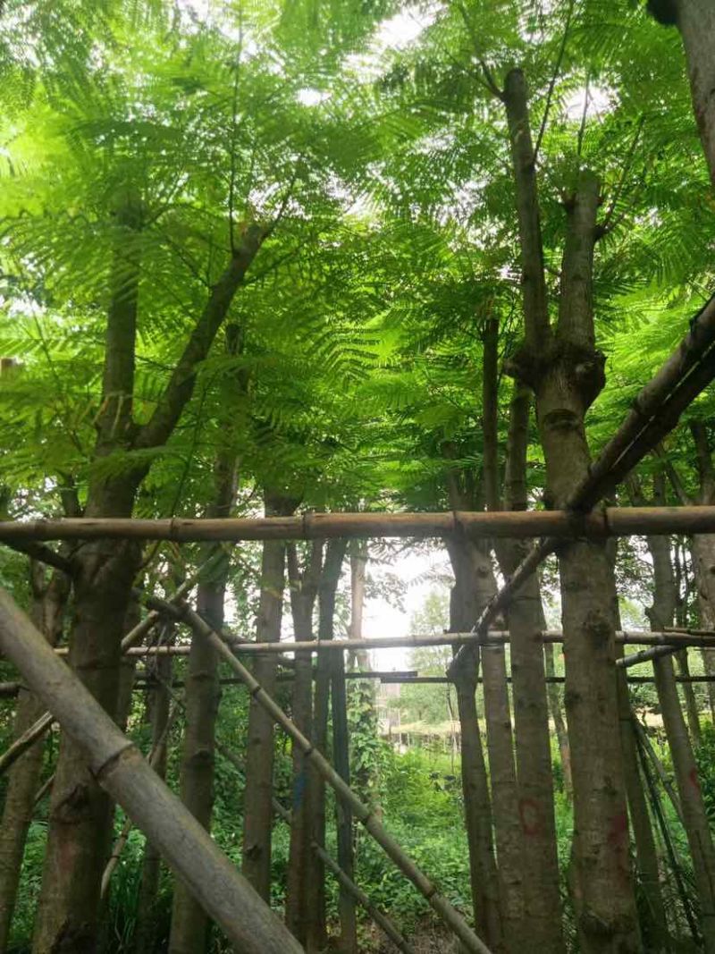 凤凰木5～15公分基地直销大小规格齐全欢迎老板来电咨询