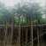 凤凰木5～15公分基地直销大小规格齐全欢迎老板来电咨询