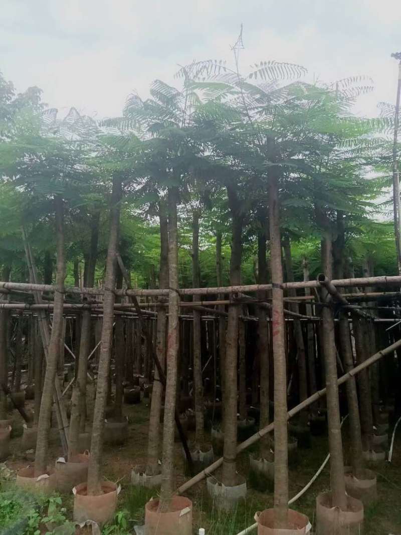 凤凰木5～15公分基地直销大小规格齐全欢迎老板来电咨询