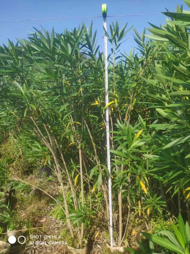 夹竹桃80至2米基地直销大小规格齐全欢迎老板来电咨询合作