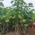 芙蓉花/木芙蓉80至2米基地直销规格齐全欢迎老板来电咨询