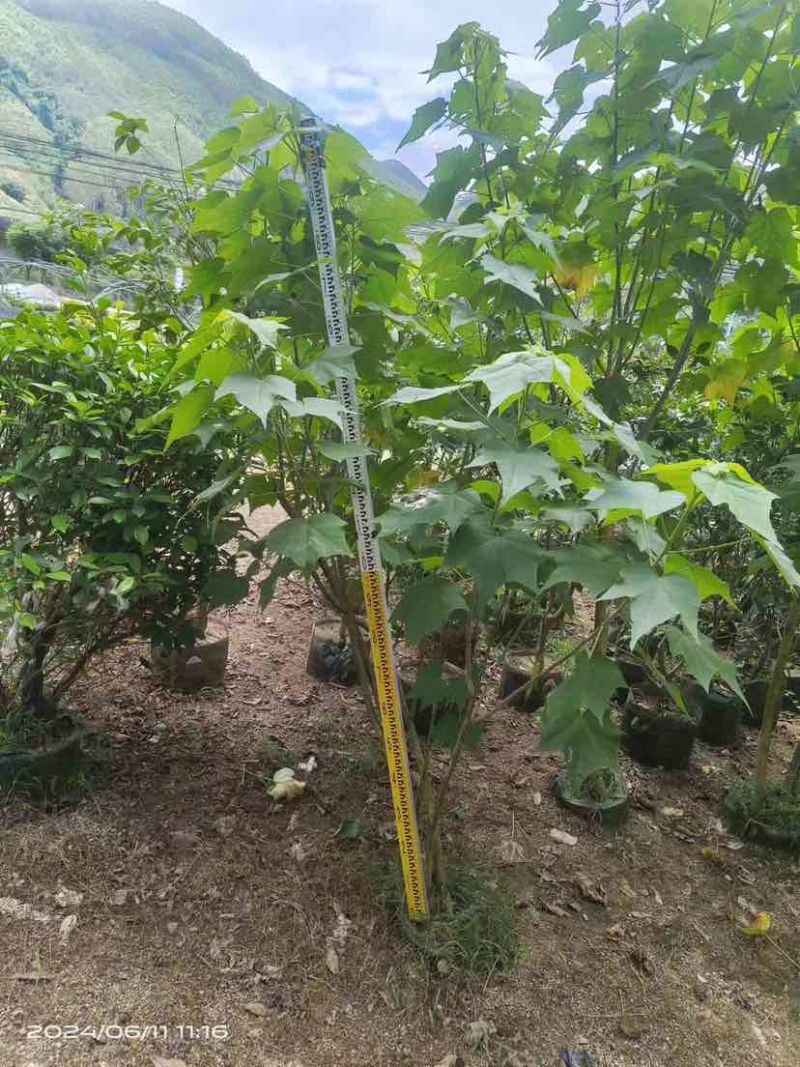 芙蓉花/木芙蓉80至2米基地直销规格齐全欢迎老板来电咨询