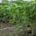 芙蓉花/木芙蓉80至2米基地直销规格齐全欢迎老板来电咨询