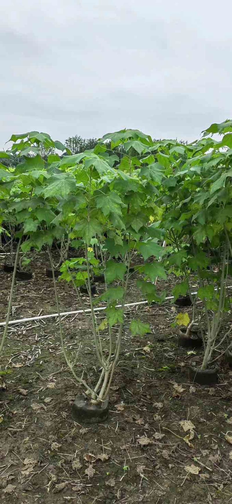 芙蓉花/木芙蓉80至2米基地直销规格齐全欢迎老板来电咨询