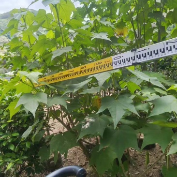 芙蓉花/木芙蓉80至2米基地直销规格齐全欢迎老板来电咨询