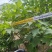 芙蓉花/木芙蓉80至2米基地直销规格齐全欢迎老板来电咨询