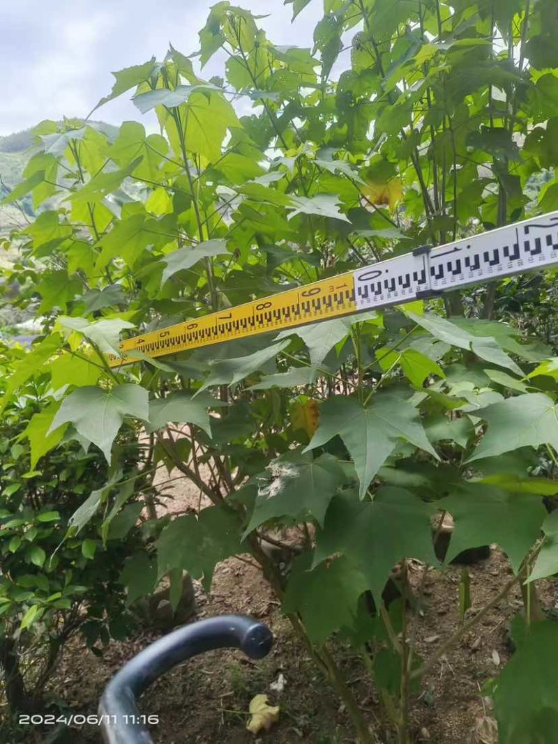 芙蓉花/木芙蓉80至2米基地直销规格齐全欢迎老板来电咨询