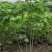 芙蓉花/木芙蓉80至2米基地直销规格齐全欢迎老板来电咨询