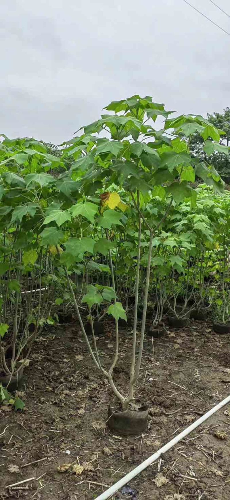 芙蓉花/木芙蓉80至2米基地直销规格齐全欢迎老板来电咨询