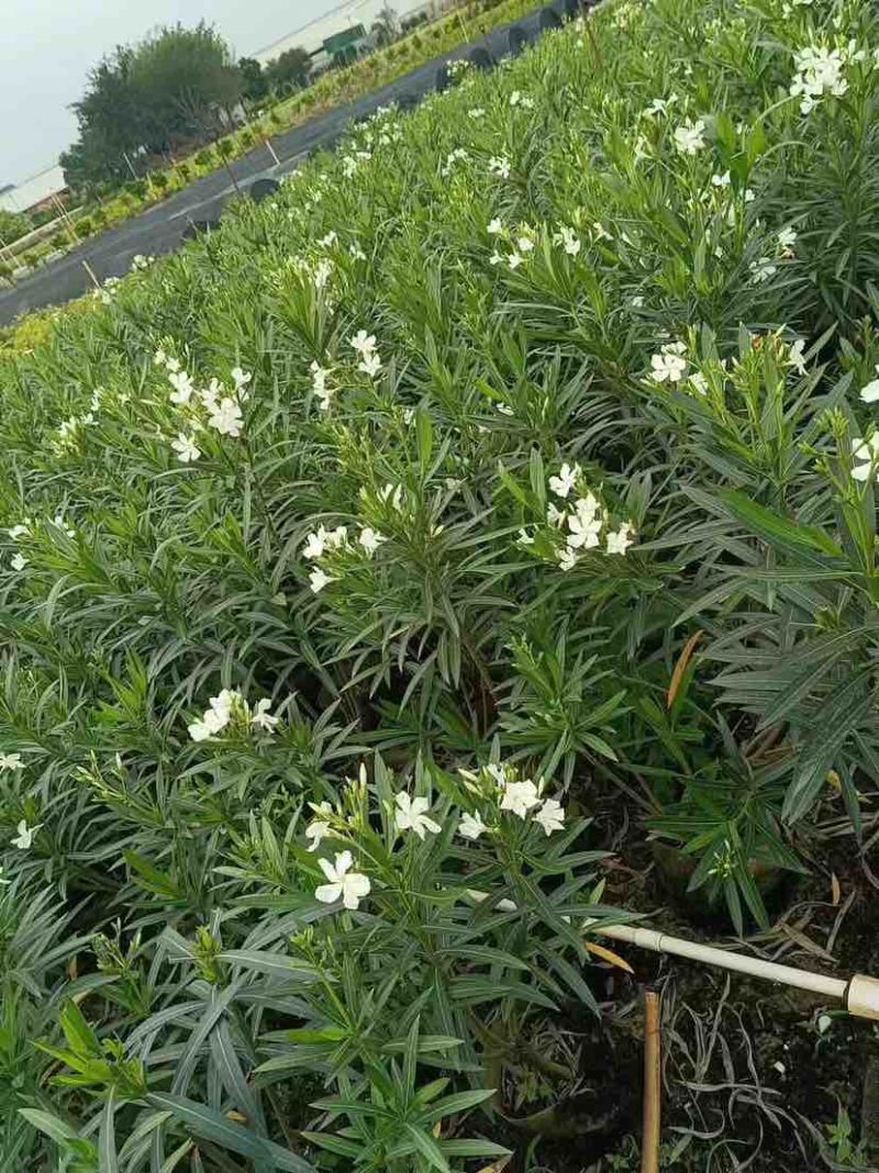白花夹竹桃80～2米基地直销大小规格齐全欢迎老板来电咨询