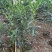 白花夹竹桃80～2米基地直销大小规格齐全欢迎老板来电咨询