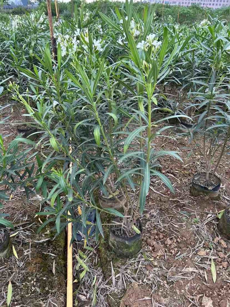 白花夹竹桃80～2米基地直销大小规格齐全欢迎老板来电咨询