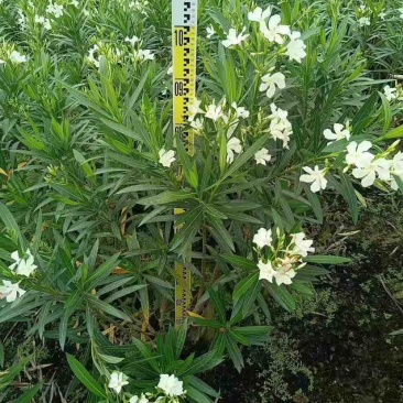 白花夹竹桃80～2米基地直销大小规格齐全欢迎老板来电咨询