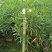 白花夹竹桃80～2米基地直销大小规格齐全欢迎老板来电咨询