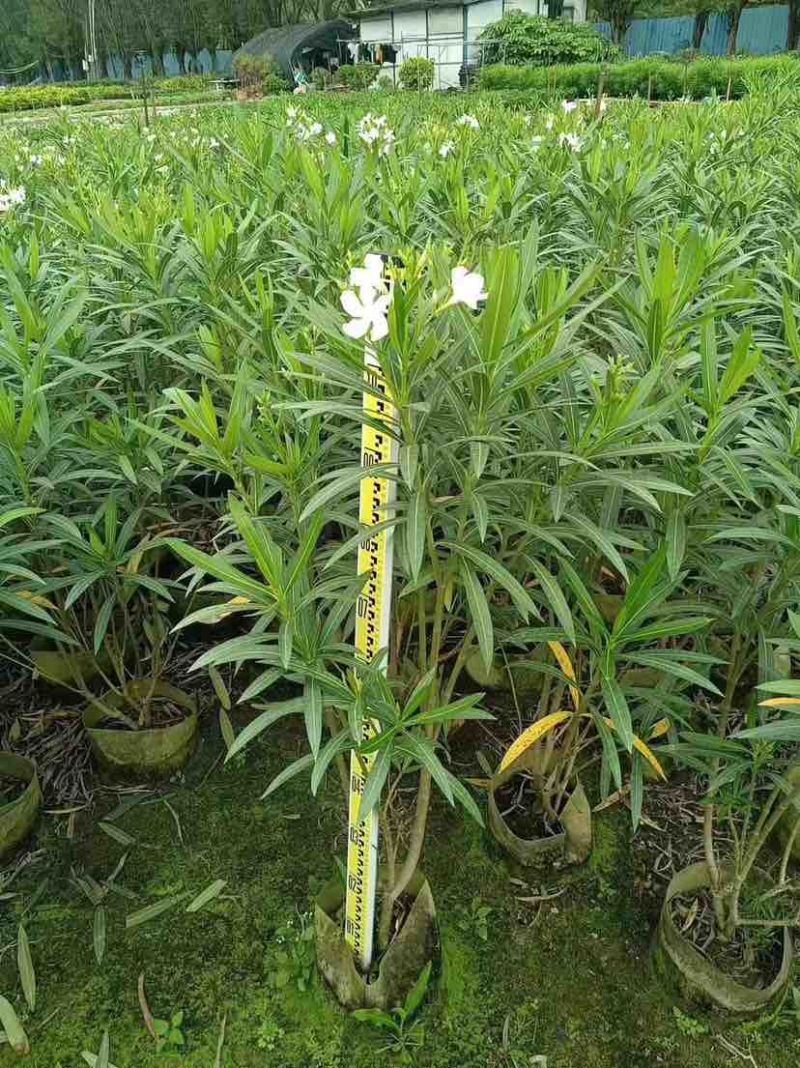 白花夹竹桃80～2米基地直销大小规格齐全欢迎老板来电咨询