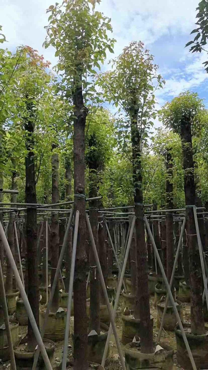 截杆香樟8～30公分基地直销大小规格齐全欢迎老板来电咨询