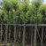 截杆香樟8～30公分基地直销大小规格齐全欢迎老板来电咨询