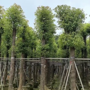 截杆香樟8～30公分基地直销大小规格齐全欢迎老板来电咨询