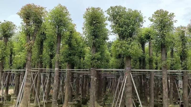 截杆香樟8～30公分基地直销大小规格齐全欢迎老板来电咨询