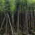截杆香樟8～30公分基地直销大小规格齐全欢迎老板来电咨询