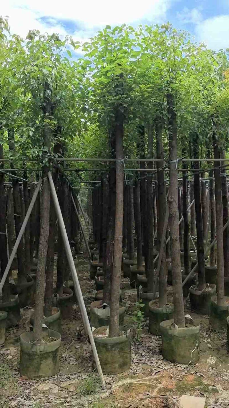 截杆香樟8～30公分基地直销大小规格齐全欢迎老板来电咨询