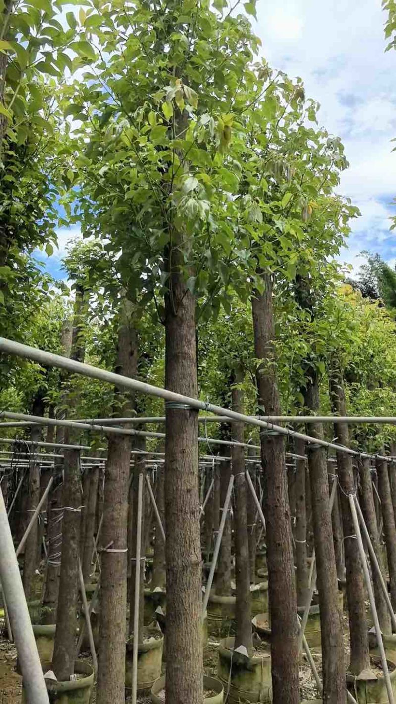 截杆香樟8～30公分基地直销大小规格齐全欢迎老板来电咨询