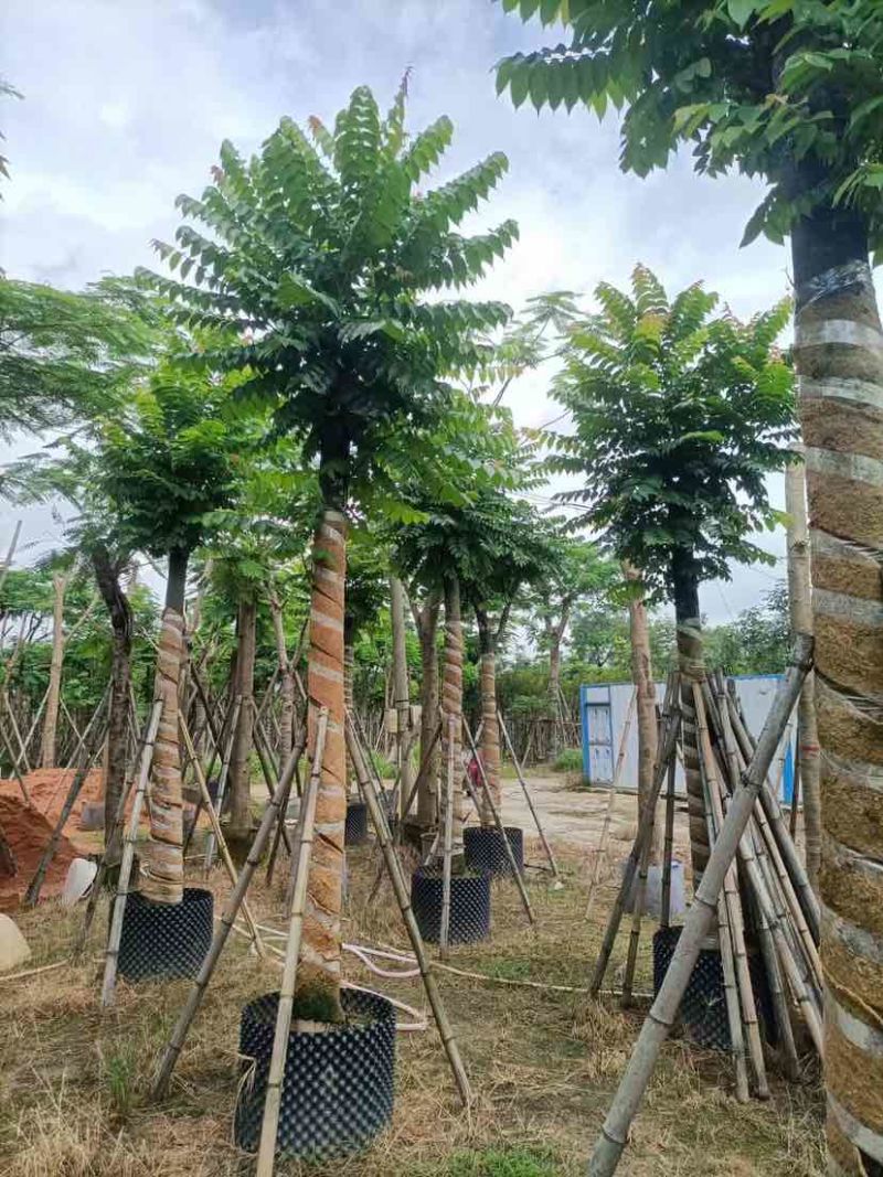 麻楝15～45公分基地直销大小规格齐全欢迎老板来电