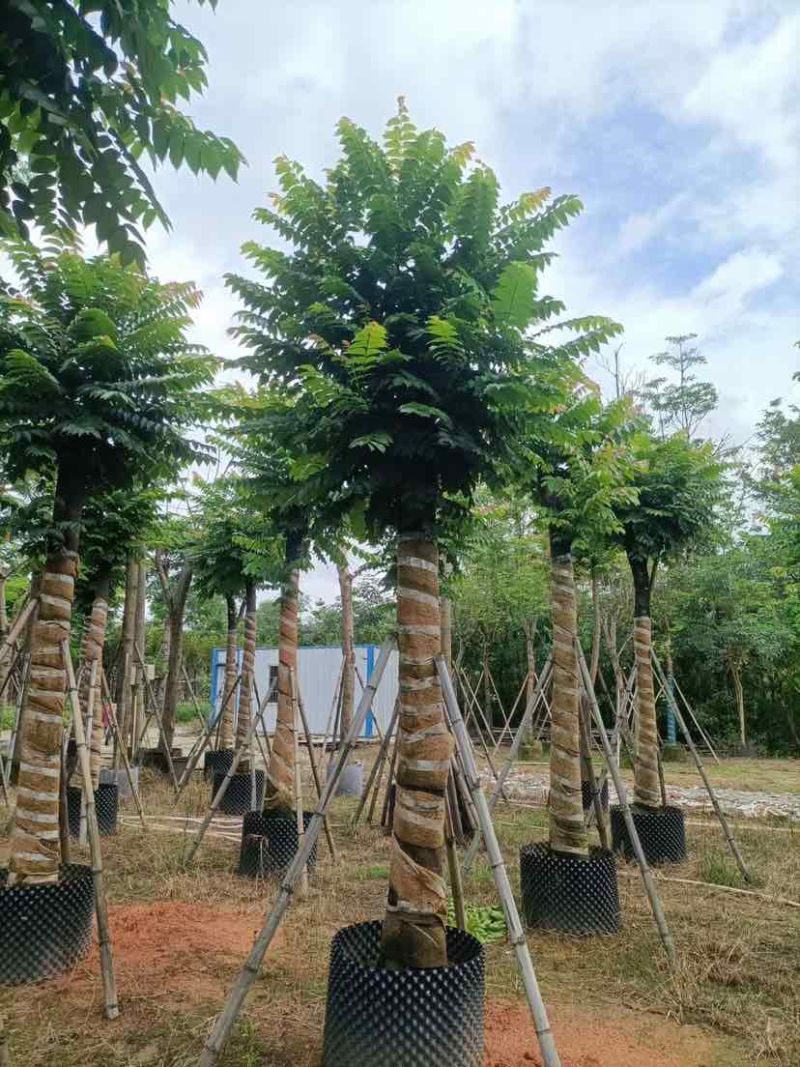 麻楝15～45公分基地直销大小规格齐全欢迎老板来电