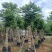 麻楝15～45公分基地直销大小规格齐全欢迎老板来电