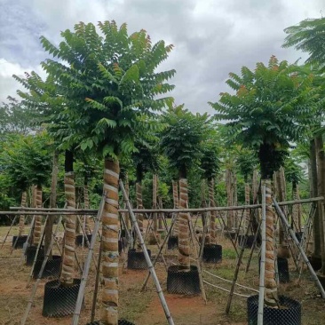 麻楝15～45公分基地直销大小规格齐全欢迎老板来电
