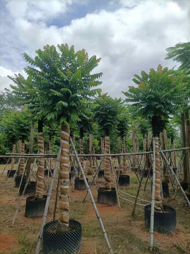 麻楝15～45公分基地直销大小规格齐全欢迎老板来电