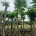 截杆凤凰树15～20公分基地大小规格齐全欢迎老板来电咨询