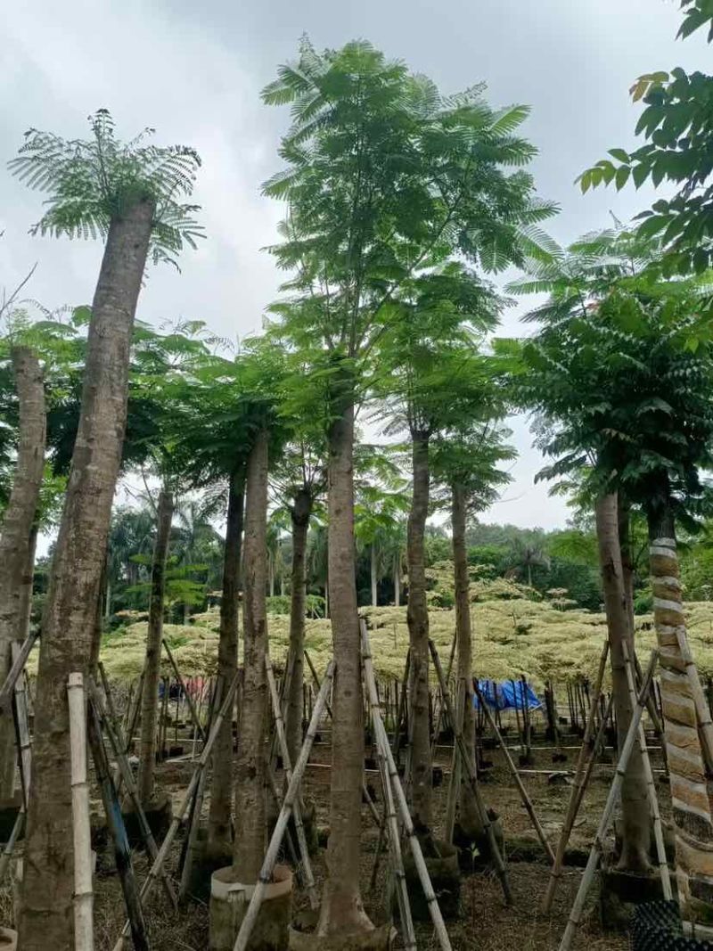 截杆凤凰树15～20公分基地大小规格齐全欢迎老板来电咨询