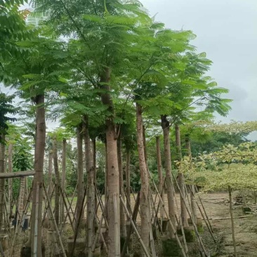 截杆凤凰树15～20公分基地大小规格齐全欢迎老板来电咨询