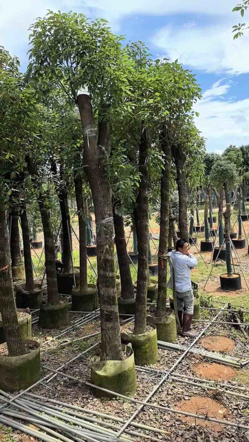 光杆香樟15～60公分基地直销规格齐全欢迎老板来电咨询