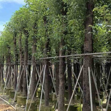 光杆香樟15～60公分基地直销规格齐全欢迎老板来电咨询