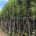 光杆香樟15～60公分基地直销规格齐全欢迎老板来电咨询