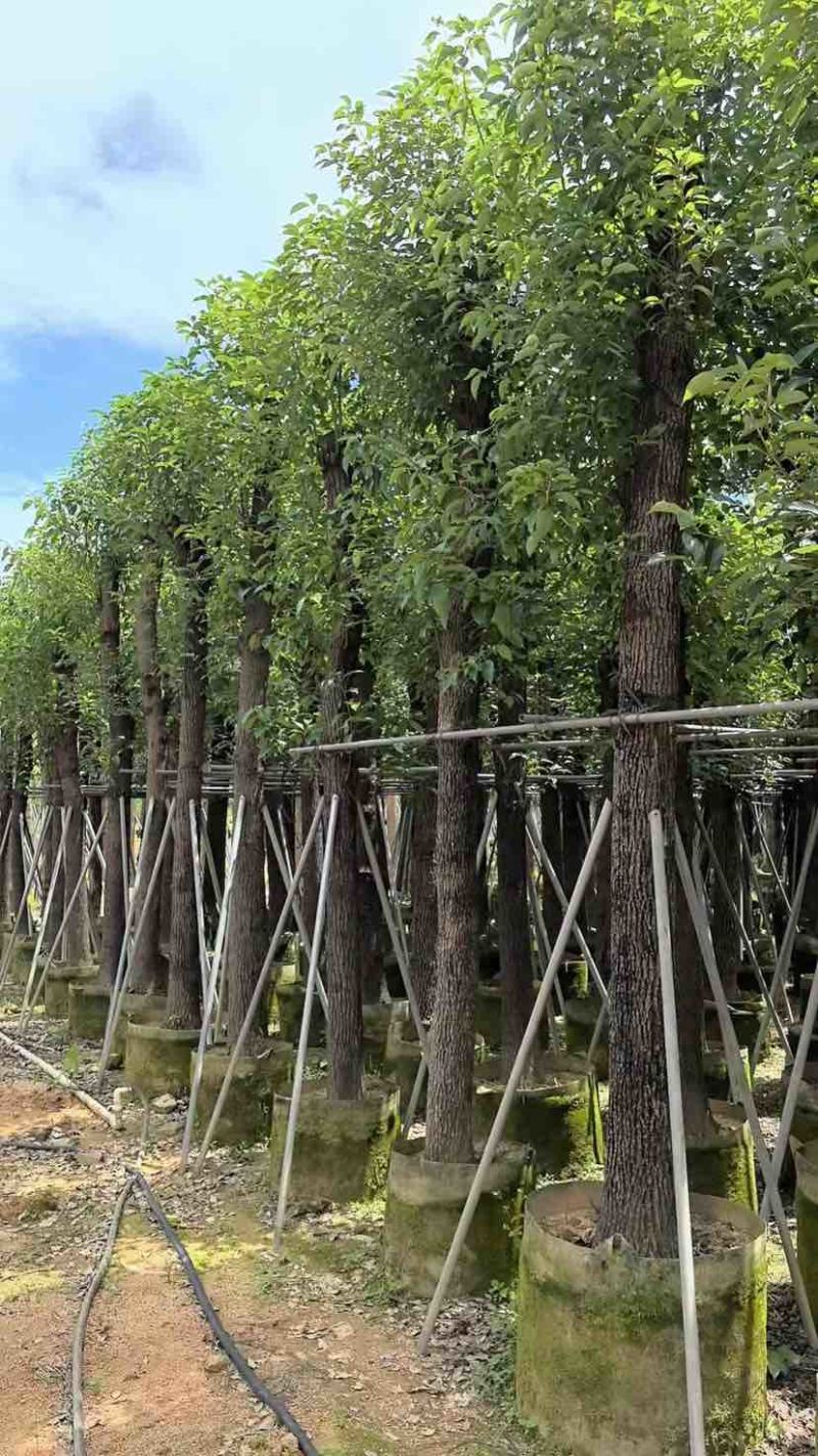 光杆香樟15～60公分基地直销规格齐全欢迎老板来电咨询