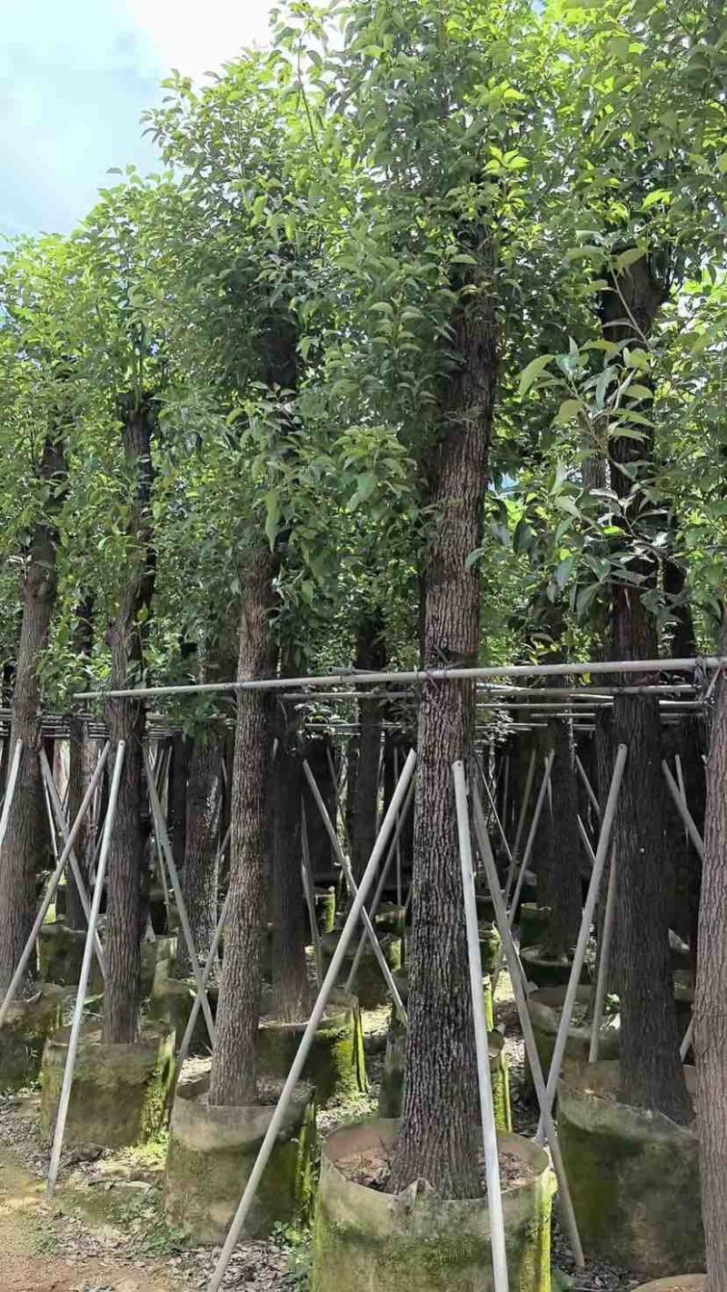 光杆香樟15～60公分基地直销规格齐全欢迎老板来电咨询