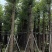 光杆香樟15～60公分基地直销规格齐全欢迎老板来电咨询