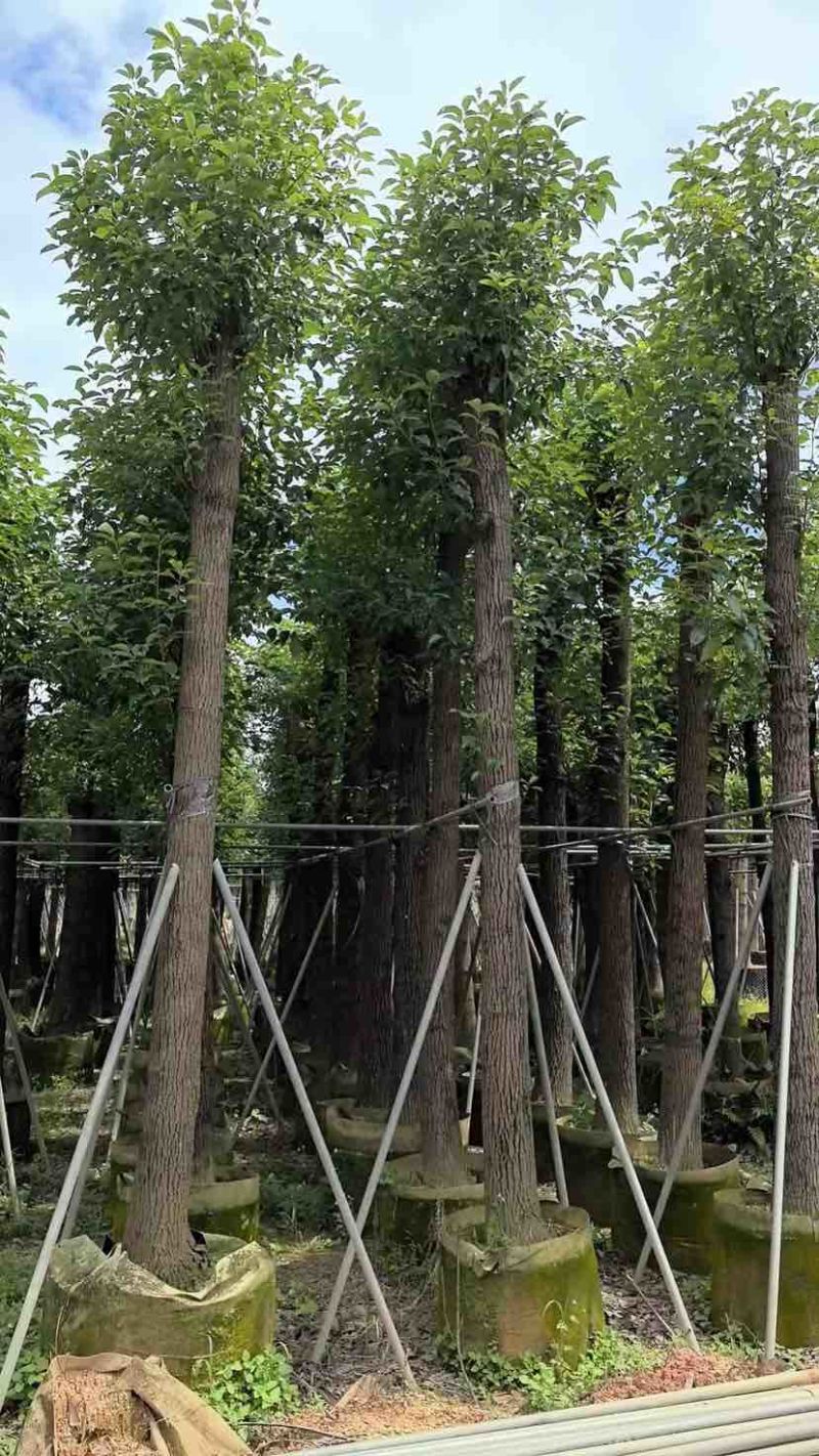 光杆香樟15～60公分基地直销规格齐全欢迎老板来电咨询