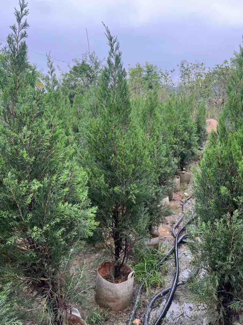 塔松80至3米基地直销大小规格齐全欢迎老板来电咨询合作