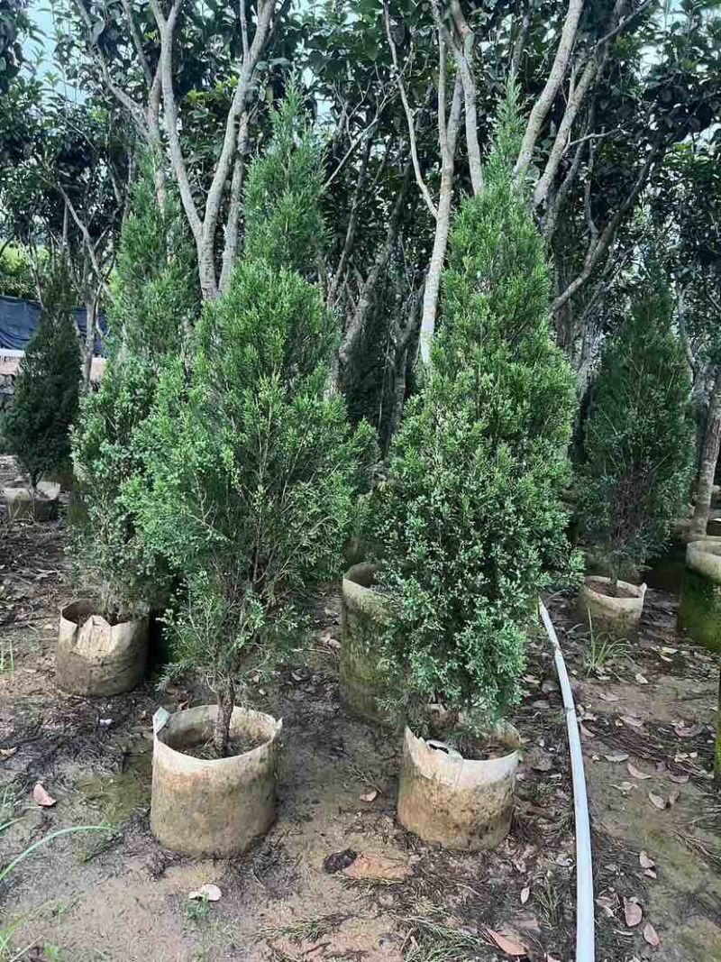 塔松80至3米基地直销大小规格齐全欢迎老板来电咨询合作