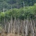秋枫12～18公分基地直销大小规格齐全欢迎老板来电咨询