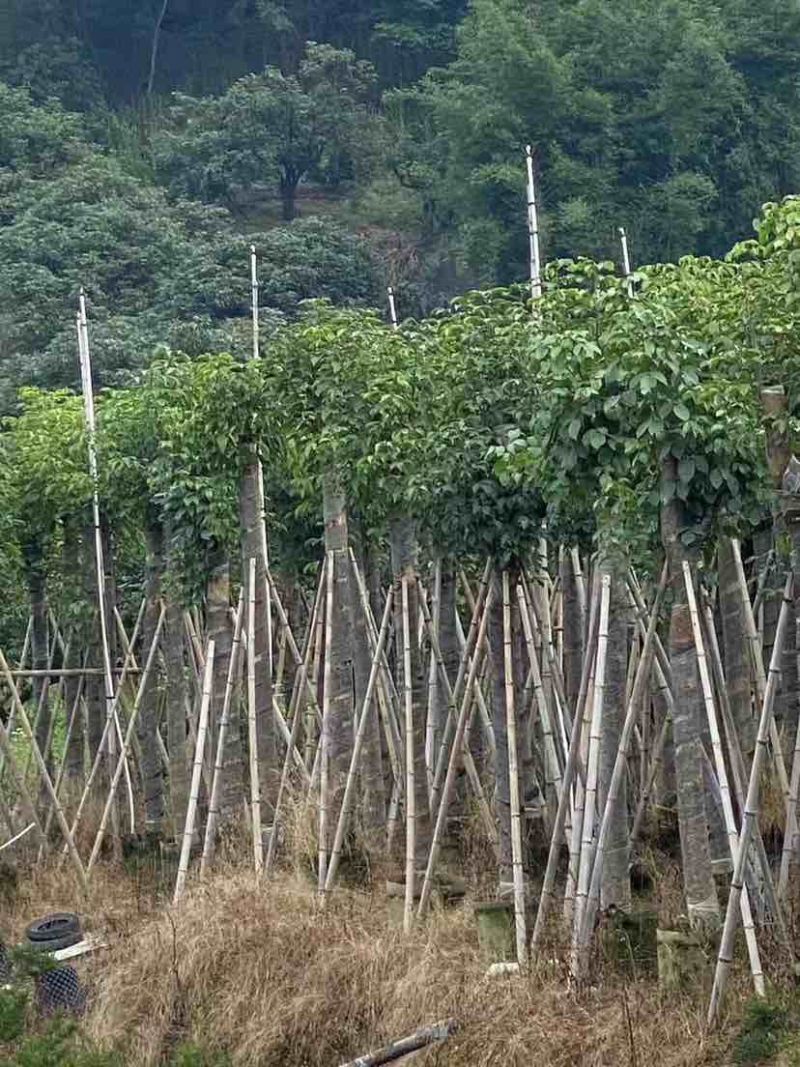 秋枫12～18公分基地直销大小规格齐全欢迎老板来电咨询