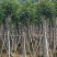 秋枫12～18公分基地直销大小规格齐全欢迎老板来电咨询