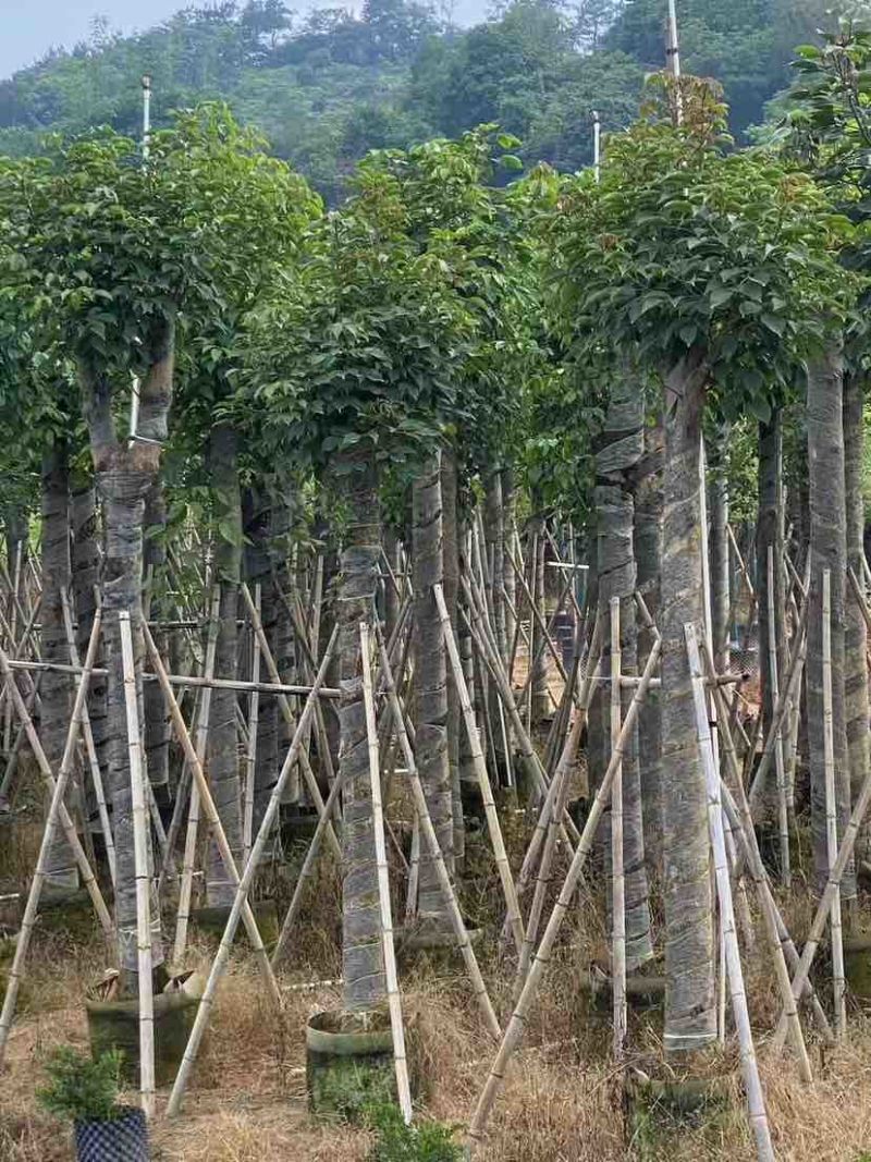 秋枫12～18公分基地直销大小规格齐全欢迎老板来电咨询