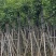 秋枫12～18公分基地直销大小规格齐全欢迎老板来电咨询