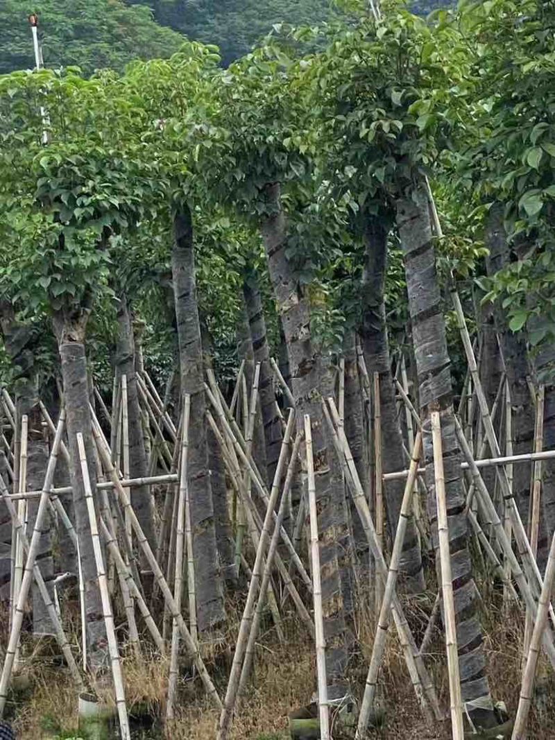 秋枫12～18公分基地直销大小规格齐全欢迎老板来电咨询